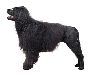 Portrait of a beautiful Cao de Agua dog breed, side view