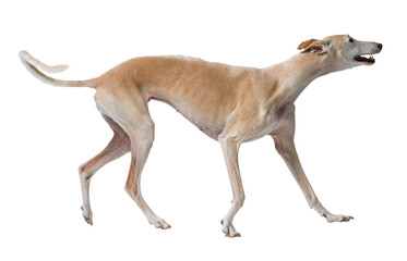 Portrait of a Galgo Spanish Greyhound dog