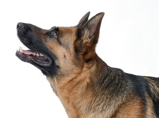 Portrait of a beautiful German Sheperd