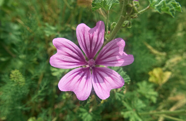 Obraz premium macro of beautiful and vivid flower in its foliage