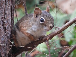 Obraz premium Squirrel on Tree Branch