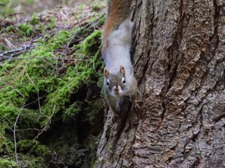 Curious squirrel on a tree in a lush forest.