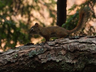 Squirrel on a Tree Branch in Forest