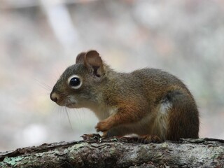 Obraz premium Close-up of a squirrel on a tree branch.