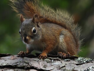 Obraz premium Curious Squirrel on a Tree Branch