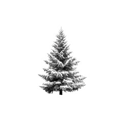 Christmas tree, against a white background for clean cutout
