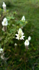 Nature’s Herbal Treasure for Vitality and Wellness