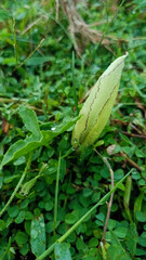 Phalaris Caroliniana: A Resilient Grass Species for Diverse Ecosystems