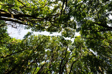 Low angle view looking up of abundance tropical forest tree with green leaves in the mountain.