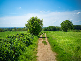 Fototapeta premium Path trough fields and meadows in summer.
