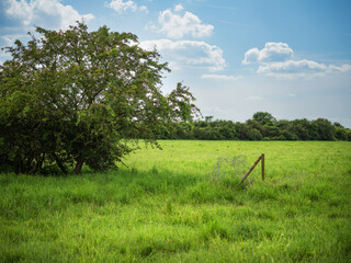 Green meadow in early summer.