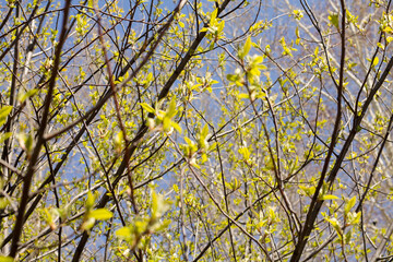 spring leaves on blue sky background, shallow depth of field. soft focus