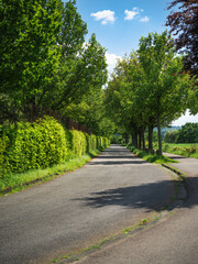 View through an avenue in summer.