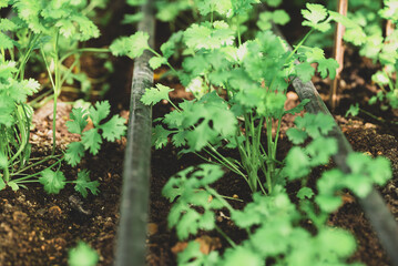 Coriander plant growing in organic vegetable garden using drip irrigation system, Sustainability concept