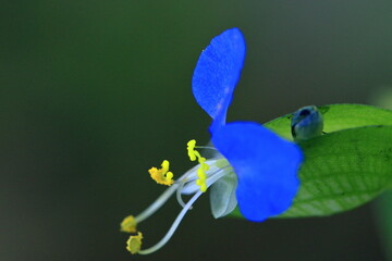 涼やかな青色の花