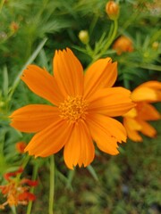 orange flower in the garden