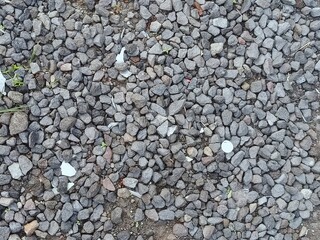 Fototapeta premium Natural Gravel Surface with Scattered Debris and Small Green Plants