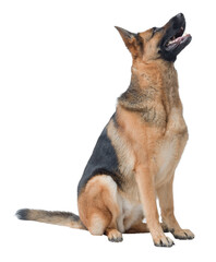 Portrait of a German Sheperd on white background