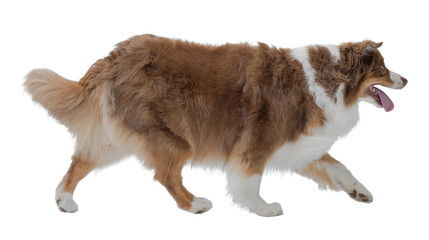 Obraz premium Confident Australian Sheperd posing on white background