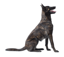 Dutch Sheperd sitting and posing on white background