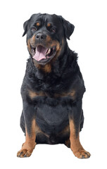 Obraz premium Beautiful Rottweiler sitting and looking at camera