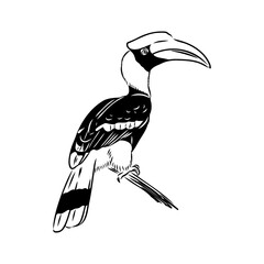 Rhinoceros hornbill. Vector sketch of hand drawn bird. Linear animals art. © Elala 9161