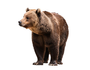Fototapeta premium brown bear on four legs isolated on white background, cutout