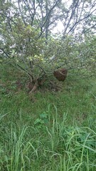 98)Request for removal of Western honey bee ball(Photo taken at 12:04 on july 22, 2015)apis mellifera