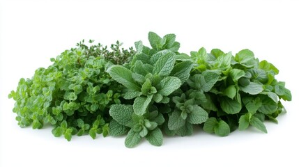 Obraz premium Fresh Mint Leaves: A Collection of Green Herbs