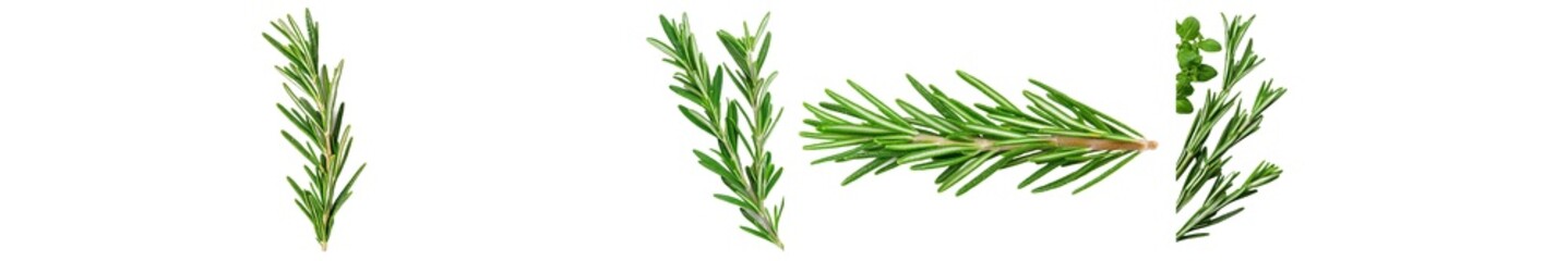 Fototapeta premium The herb rosemary leaf is isolated on an alpha background
