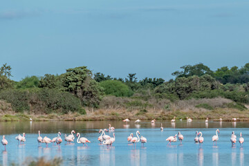 A large group of pink flamingos in the Baiocca pond, Masainas, Italy