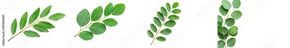 Poster flat lay, top view of a wreath made of branches of eucalyptus and leaves.