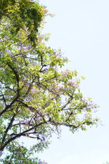 View of trees in the morning with blue sky background