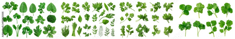 Aufkleber isolated parsley herb on white background. with clipping path. full depth of field. focus stacking.