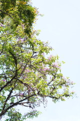 View of trees in the morning with blue sky background