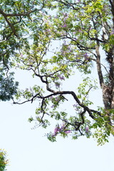 View of trees in the morning with blue sky background