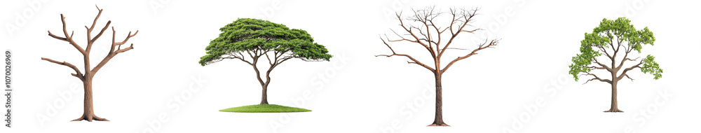 Poster Forest and foliage in summer in summer for web pages and for printing with a green tree isolated on a transparent background with a clipping path.