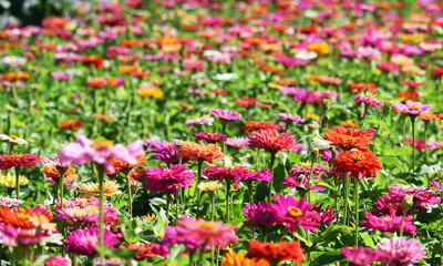 Zinnia flowers in flower beds