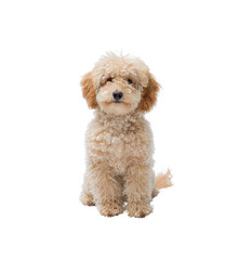 Cute Poodle sitting and smiling