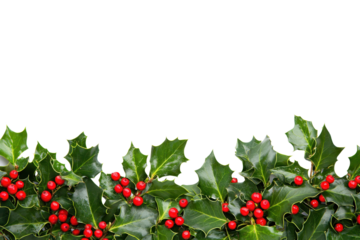 Festive holly border with vibrant red berries and glossy green leaves, perfect for Christmas and holiday decoration themes.