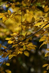 Autumn yellow and orange leaves. Beautiful autumn trees. Natural autumn background