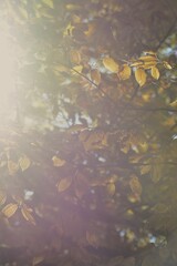 Autumn yellow and orange leaves. Beautiful autumn trees. Natural autumn background