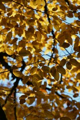 Autumn yellow and orange leaves. Beautiful autumn trees. Natural autumn background