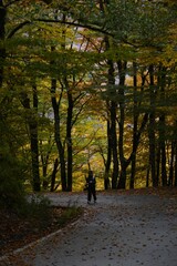The road in the autumn forest. Beautiful autumn landscape