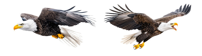 Obraz premium In this illustration, we see a bald eagle (Haliaeetus leucocephalus) in motion and in landing position. It is a wildlife-themed, photorealistic illustration on a transparent background.