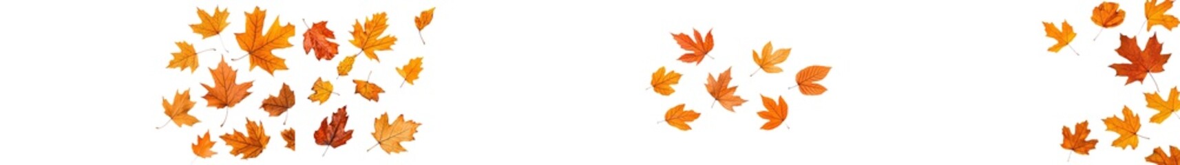 Fototapeta premium Isolated flying autumn leaves falling from the sky