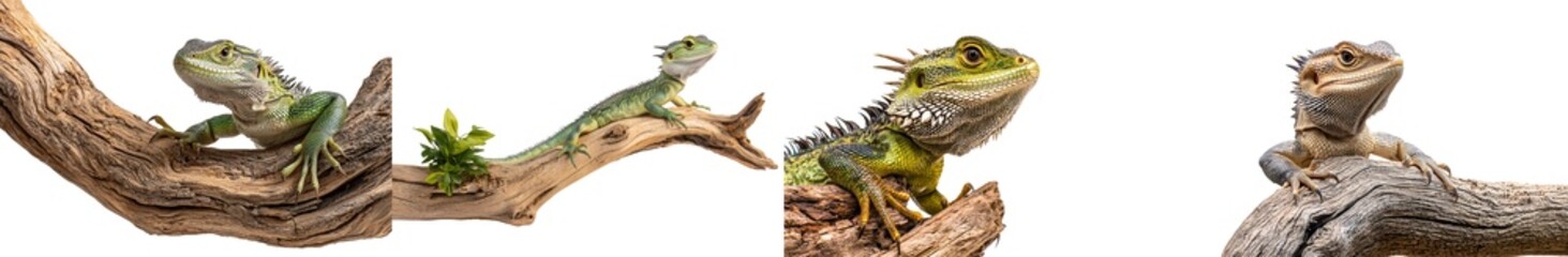 Obraz premium Stock image of a lizard on a branch isolated on transparent background, close-up