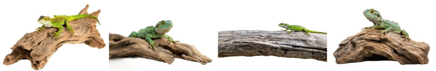 Obraz premium On a branch, a green lizard rests on a white background, isolated