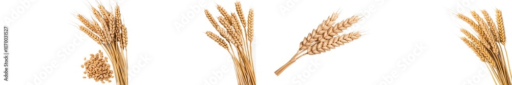 Poster isolated horizontal wheat ears on a white background. depth of field full. stock photo
