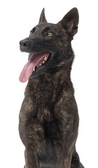 Portrait of a happy Dutch Sheperd